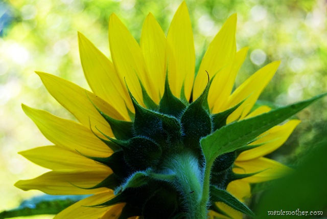 [sunflower47.jpg]