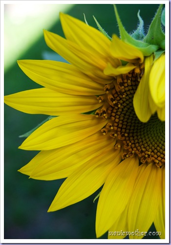 sunflower5