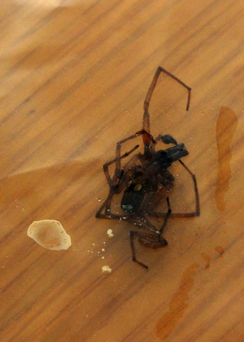 [spiderbite12.jpg]
