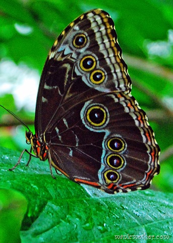 [butterfly56.jpg]