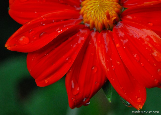 [redflower3.jpg]