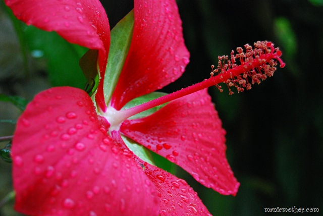 [hibiscus3.jpg]