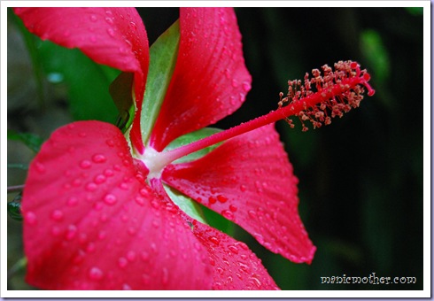 hibiscus