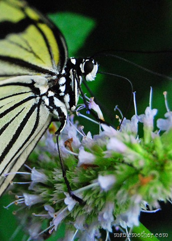 [butterfly114.jpg]
