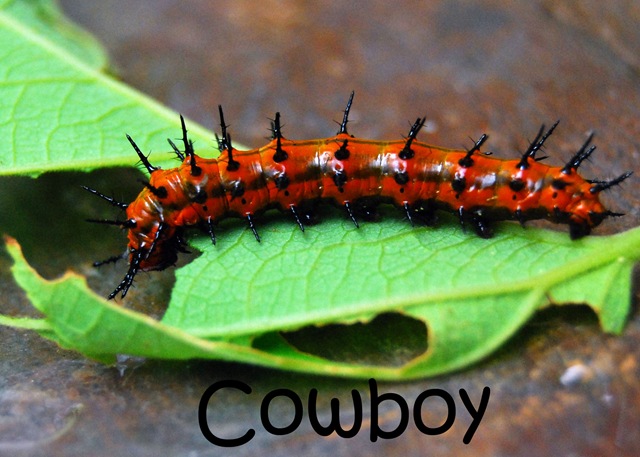 [cowboy15.jpg]