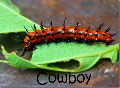 cowboy1