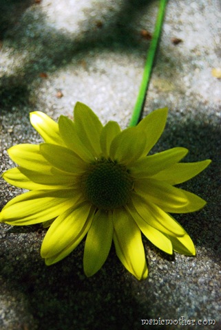 [daisy7.jpg]