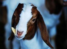 babygoat