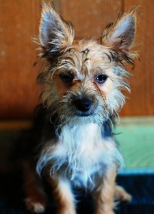 barnpuppy