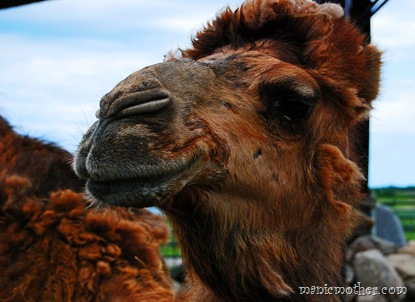 barncamel