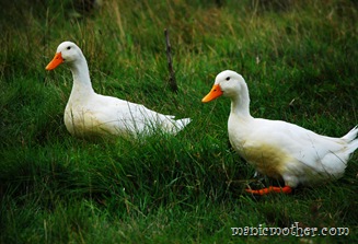 barnducks