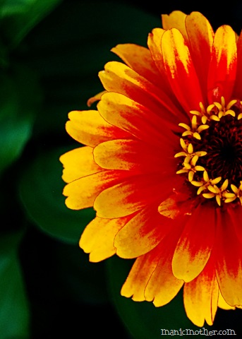 [dahlia2[10].jpg]