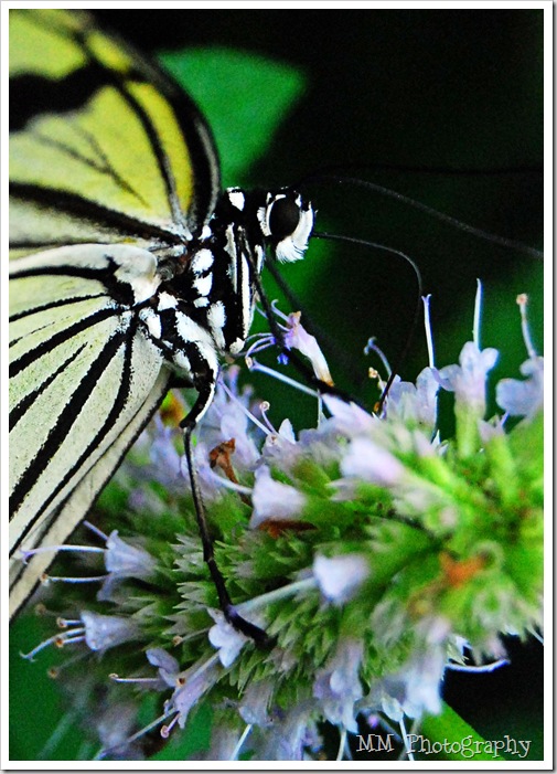 butterfly111