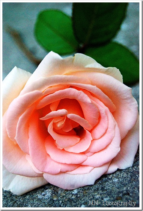 therose copy
