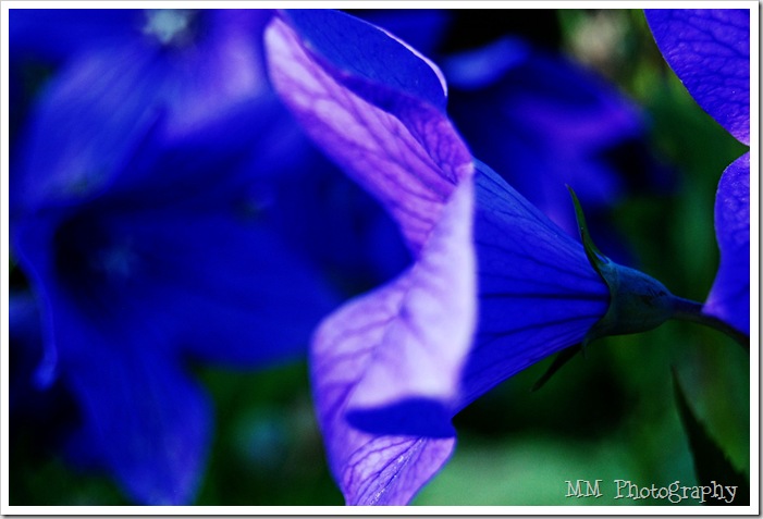 flower2