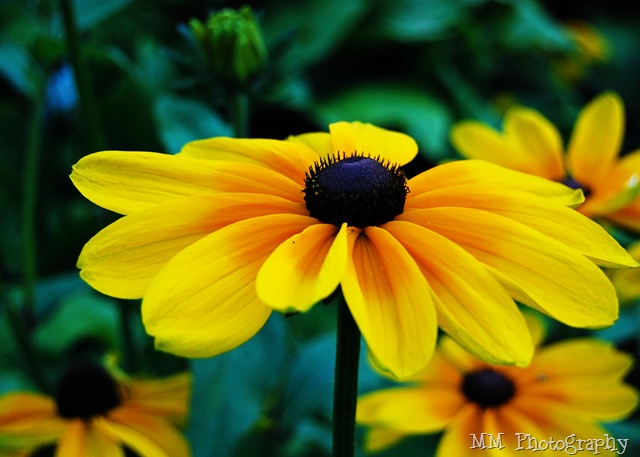 [blackeyesusan1[9].jpg]