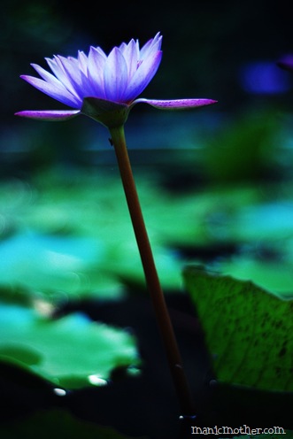 waterlily