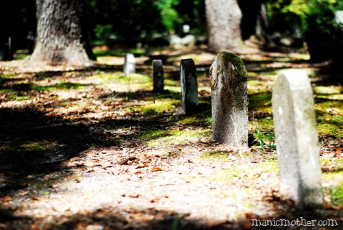 micanopy 230