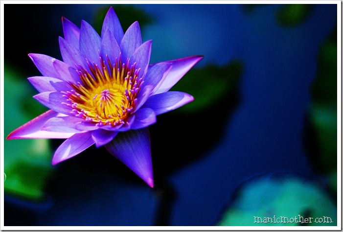 waterlily