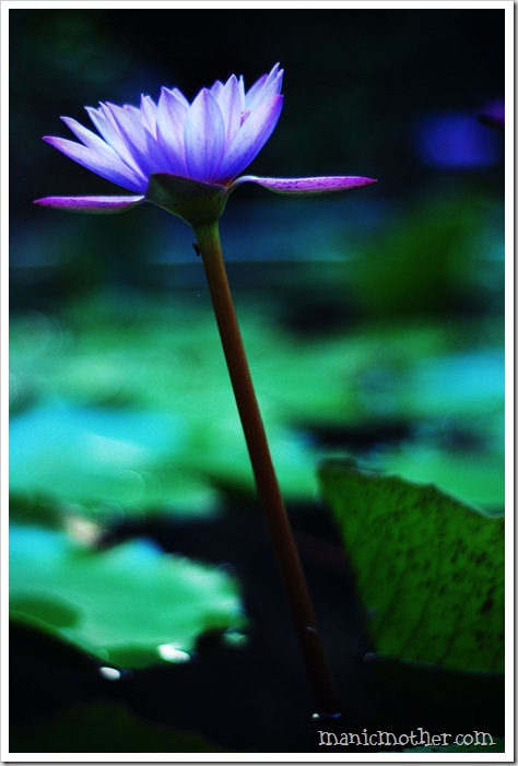 waterlily