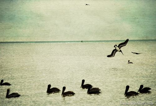 birdstexture