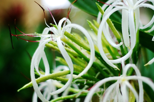 [whiteflower[12].jpg]