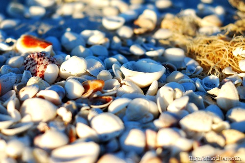 shellss