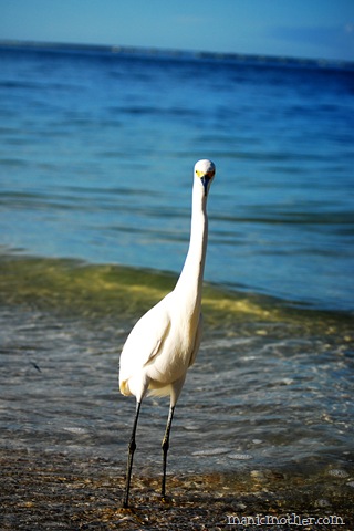 [birds[7].jpg]