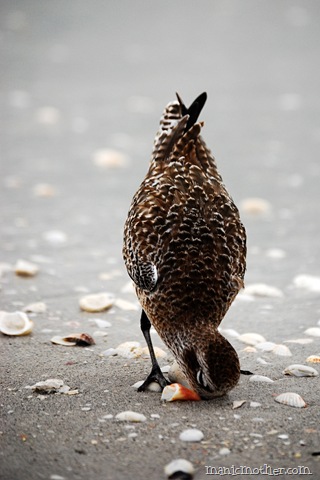 [birdhead[8].jpg]