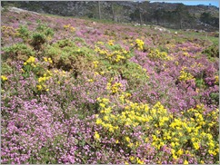 Lamas de mouro (cores)