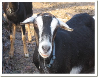 goats 013