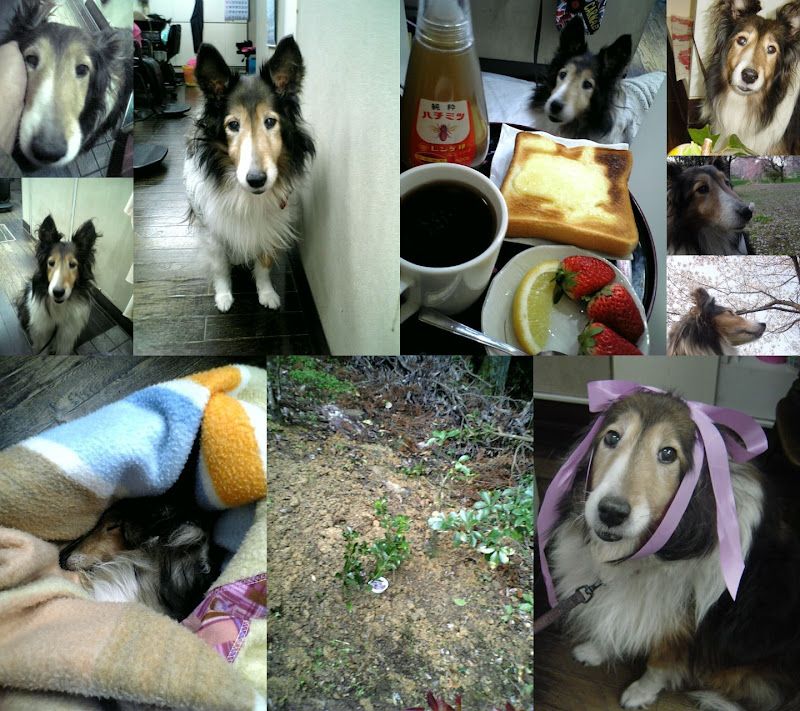 Alice's Adventures in Heaven's Wonderland.