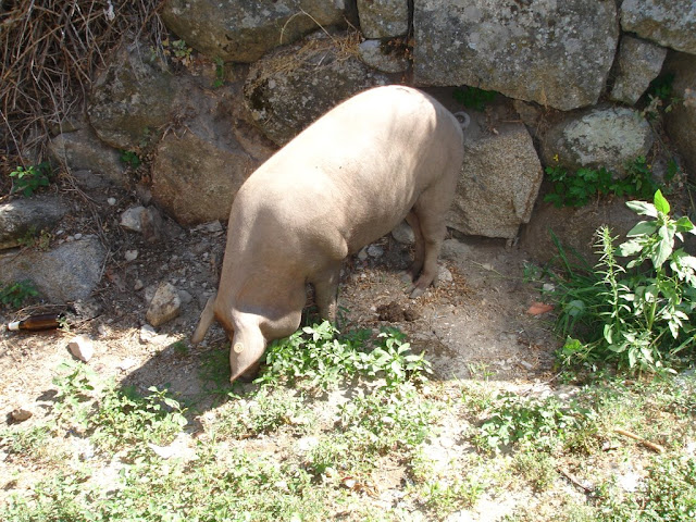 Cerdo de San Antón, la Alberca