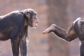 Chimps playing.jpg