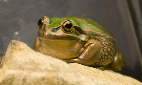 Frog.jpg