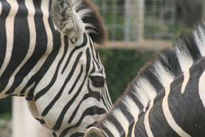 Zebras1.jpg