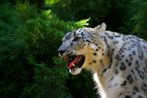 Snow Leopard.JPG