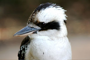 Kookaburra.jpg