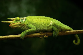 Chameleon2.jpg