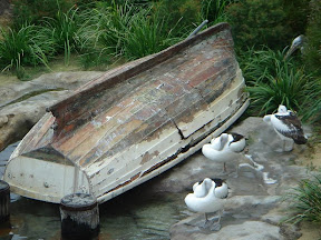 Pelicans1.JPG