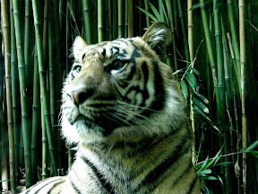 Tiger.JPG