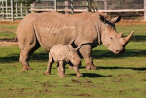 Rhinos.jpg
