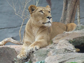Lioness.JPG