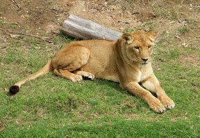 Lioness1.jpg