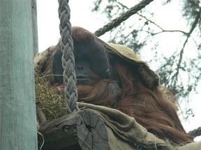 Orangutang.jpg