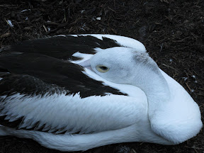 Pelican.JPG