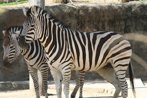 Zebras2.JPG