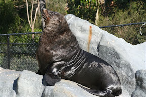 Sea Lion.JPG