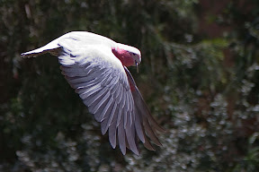 galah at bird show.jpg