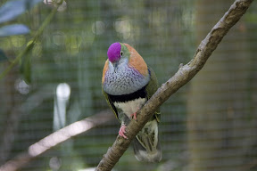 Rose Crowned Fruit Dove.jpg